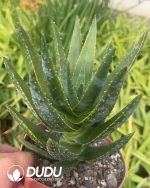 (Seed Grown)Aloe Diqi Aloe Vera
