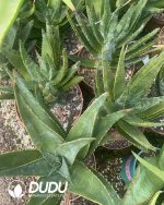 (Seed Grown)Aloe Diqi Aloe Vera - Image 3