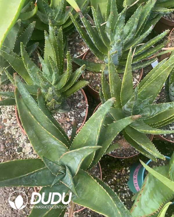 (Seed Grown)Aloe Diqi Aloe Vera - Image 3