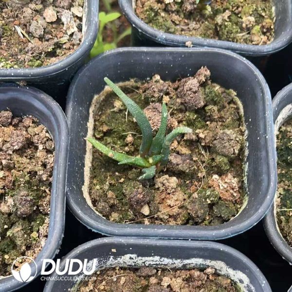 (Seed Grown)Ariocarpus Agavoides - Image 3