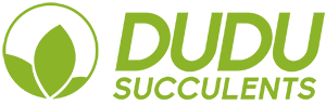 Dudu Wholesale Rare Live Succulents Plants Grower