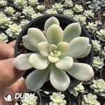 Echeveria Blue Minima Variegated