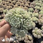 Echeveria Margaret Variegated Clustering