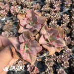 Echeveria Mini Gossaon Variegated Clustering 3 Heads
