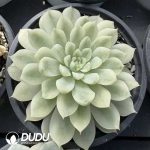 Echeveria Vanilla Elegans Variegated