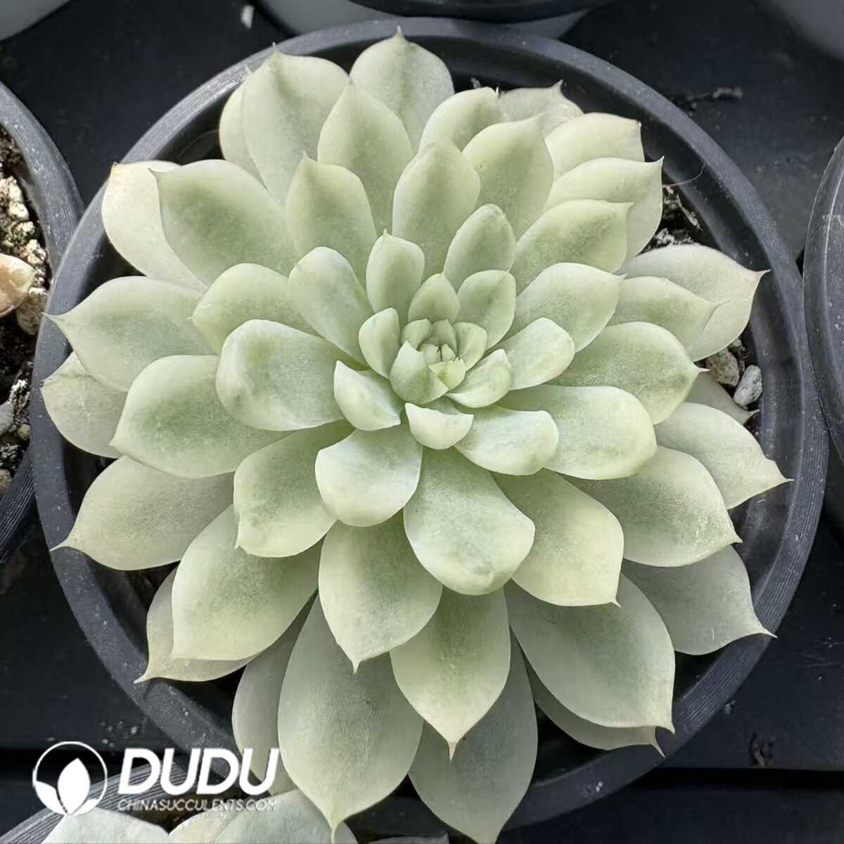 e201-1133.jpg Echeveria Vanilla Elegans Variegated - Image 1