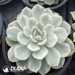 Echeveria Snowball variegated