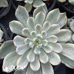 Echeveria Rain Drops Variegated green