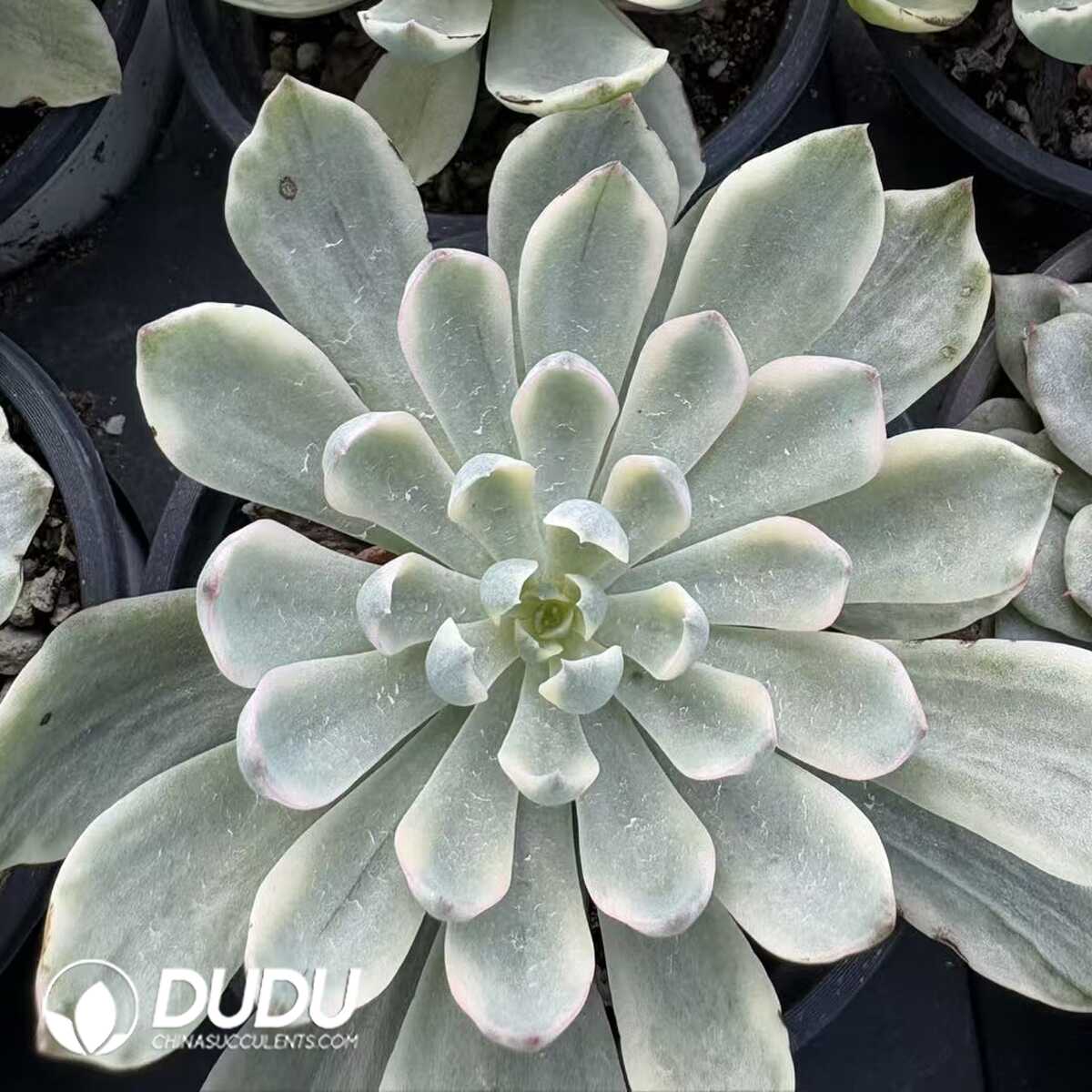 e201-1135.jpg Echeveria Rain Drops Variegated green - Image 1