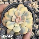 (Marginata Variegated)Echeveria Exoticc Variegated