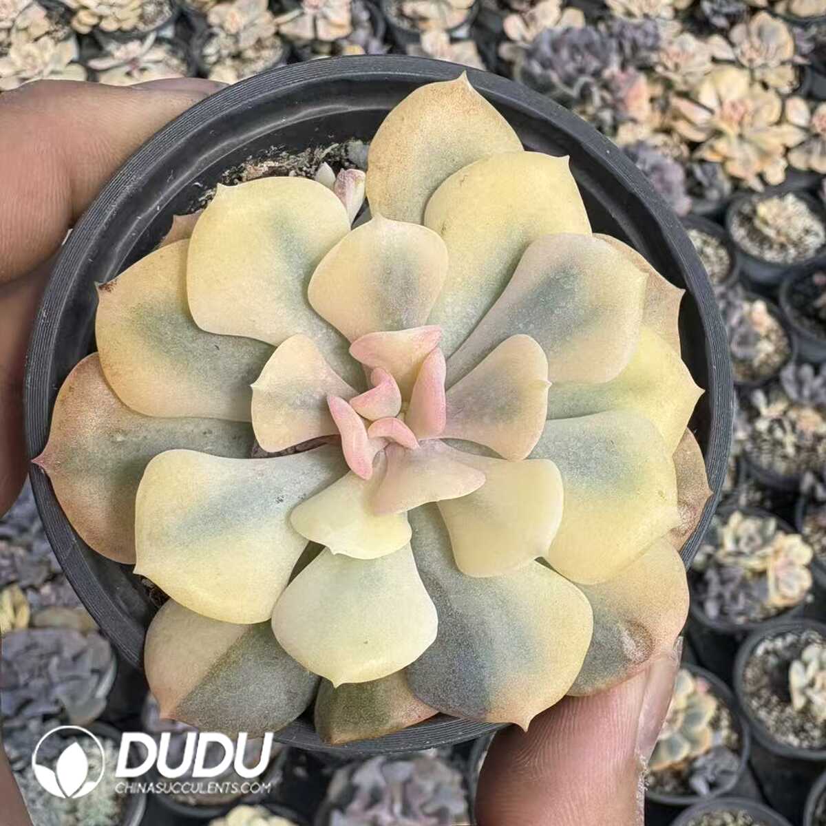 e201-1136.jpg (Marginata Variegated)Echeveria Exoticc Variegated - Image 1