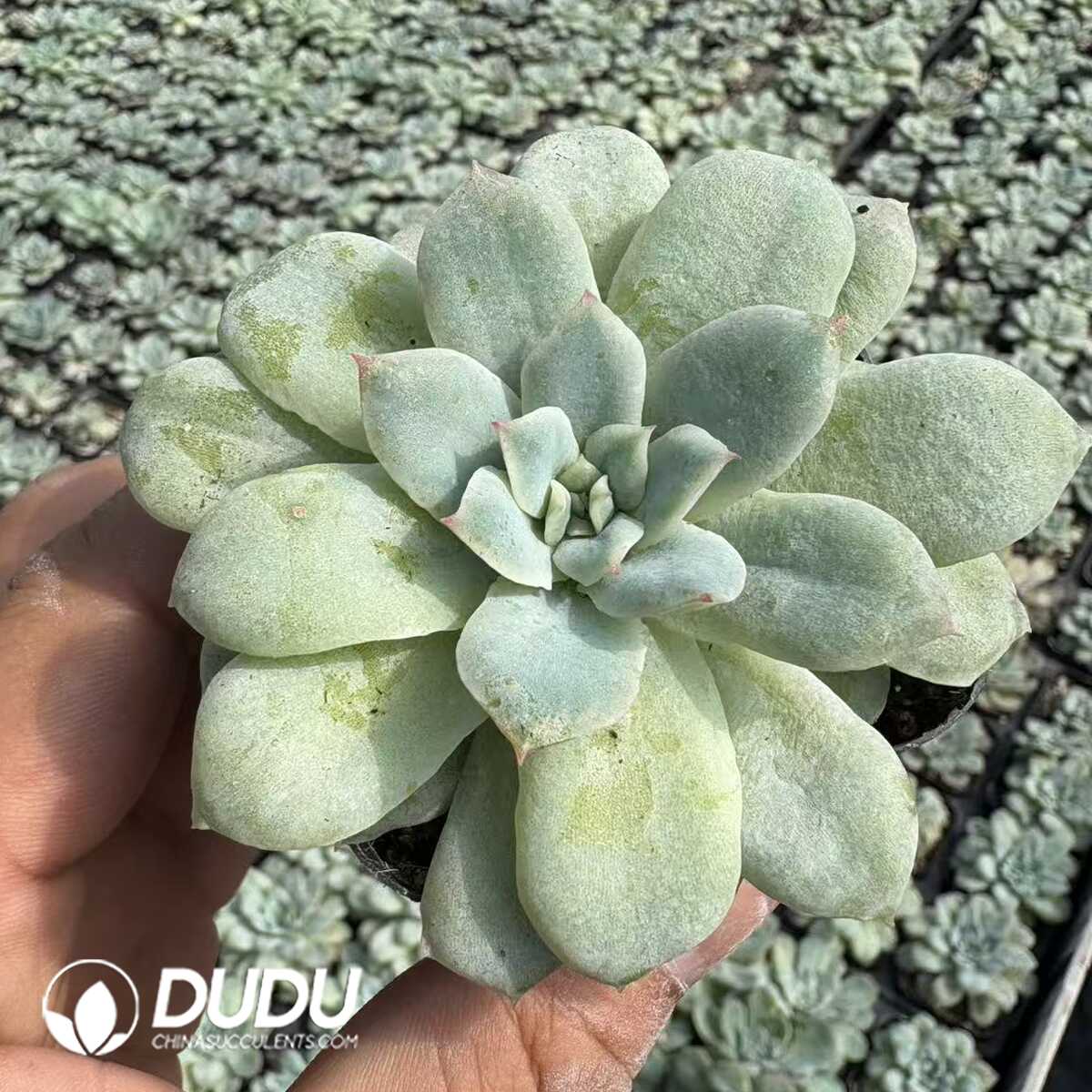 e201-1144.jpg Echeveria Rose Angel - Image 1