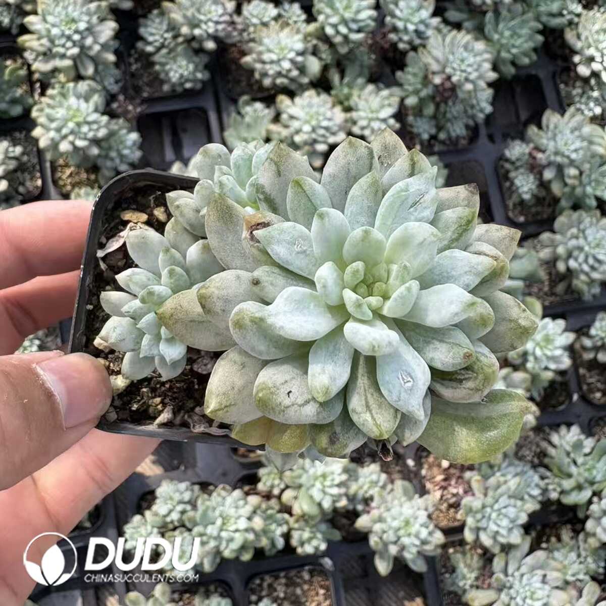 e201-1152.jpg Echeveria Blue Apple Monstrose - Image 1