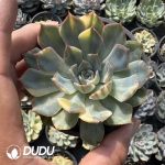 Echeveria Fiona Variegated