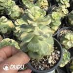 Echeveria Nicksana Variegated