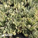 Echeveria Crystal Lover Variegated Clustering