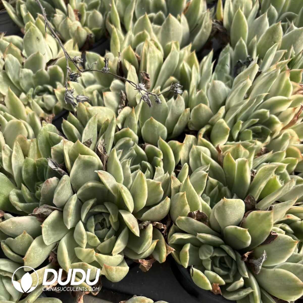 e201-1163.jpg Echeveria Crystal Lover Variegated Clustering - Image 1