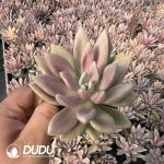 Echeveria Peach Blossom Variegated