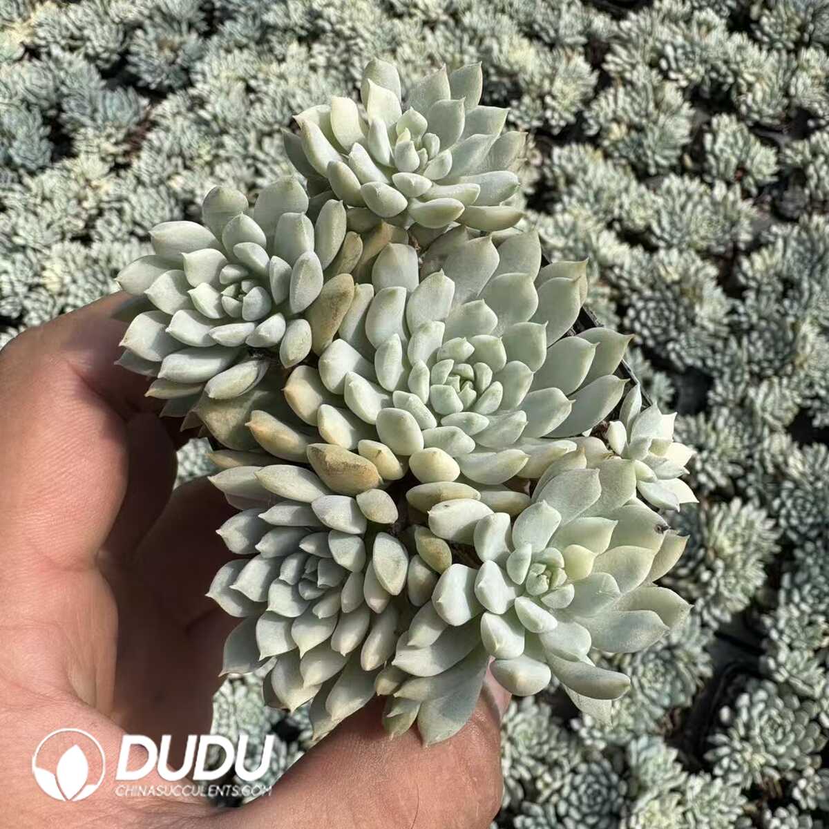 e201-1165.jpg Echeveria Chrissy N ryan Variegated Clustering - Image 1