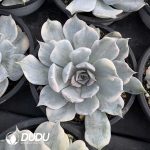 Echeveria Lilacina Variegated