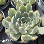 (Marginata Variegated)Echeveria Crystal Lovers Variegated