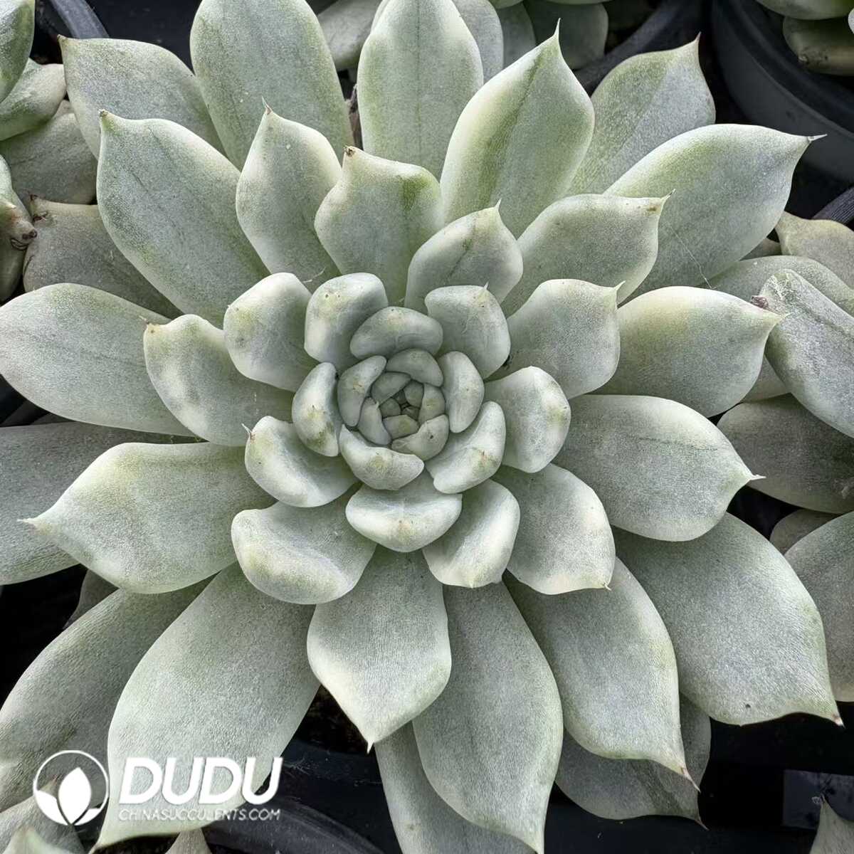 e201-1172.jpg Echeveria Yu Yao Nu Variegated - Image 1