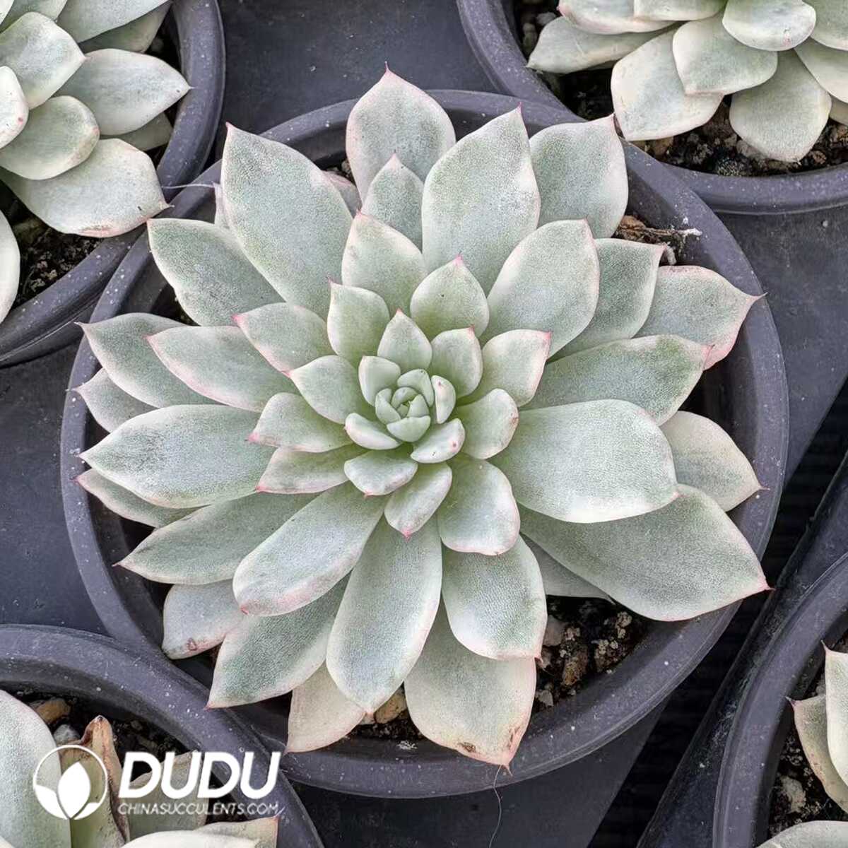 e201-1173.jpg Echeveria Red Absinthe - Image 1