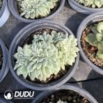 Echeveria Malgan Variegated Cristata