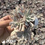 Echeveria Hera Variegated Clustering