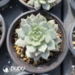 Echeveria Olivia White Variegated