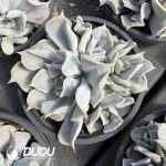 Echeveria Thriller Pearl Variegated Clustering