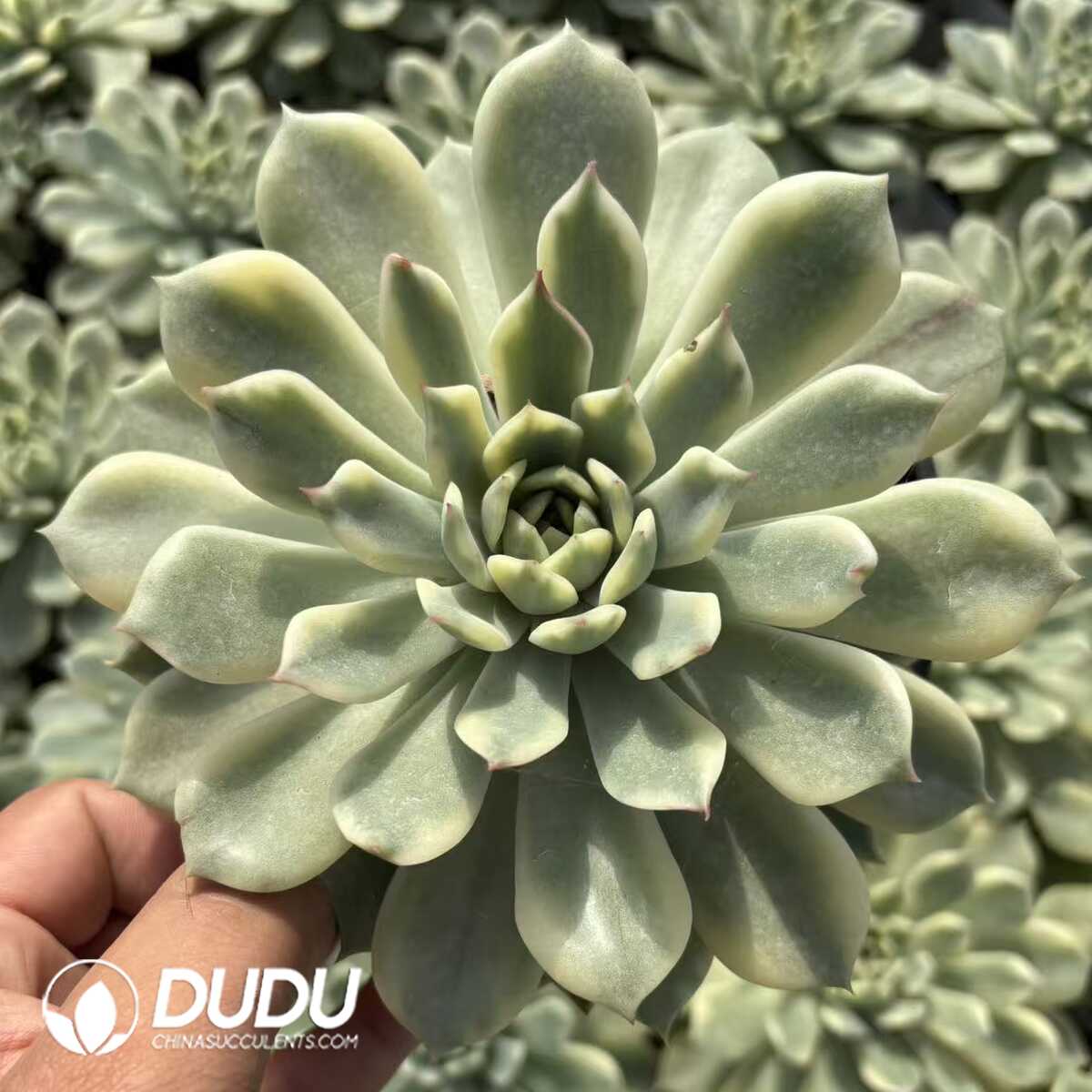 e201-1187.jpg Echeveria Erika Variegated - Image 1