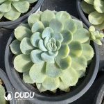 Echeveria Minibell Variegated