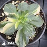 Echeveria Chocolate Variegated