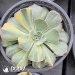 Echeveria Desert Star Variegated