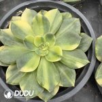 Echeveria Ben Badis Variegated