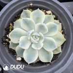 Echeveria Hamburg Variegated