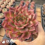 [RTS]Echeveria Leo Youth Edition