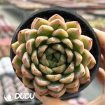 [RTS]Echeveria Jelly Jinli