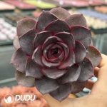 [RTS]Echeveria Xuanchen