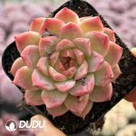 [RTS]Echeveria Ice Diamond