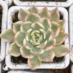 [RTS]Echeveria Crystal Agavoides variegated