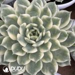 [RTS]Echeveria Erica Variegated