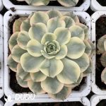 [RTS]Echeveria Nana Mini Hook Variegated