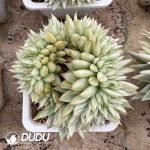 [RTS]Echeveria Agavoides Lem Variegated Cristata