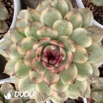 [RTS]Echeveria Black Crystal Variegated