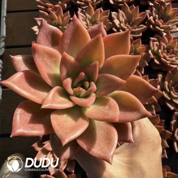 [RTS]Echeveria Huang Tianba - Image 2