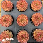 [RTS]Echeveria Leo Youth Edition - Image 2