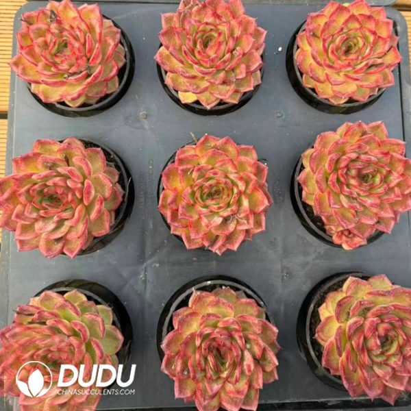 [RTS]Echeveria Leo Youth Edition - Image 2