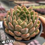[RTS]Echeveria Jelly Jinli - Image 2